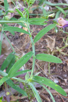 Crimson Pea