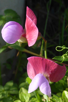 Crimson Pea