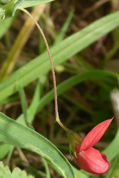 Brown Vetchling