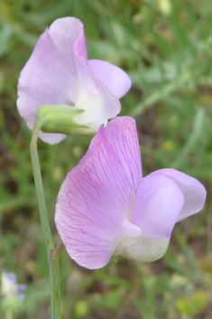 Crimson Pea