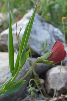 Red Vetchling