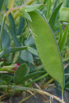 Red Vetchling