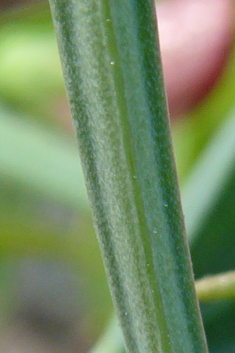 Red Vetchling