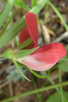 Red Vetchling