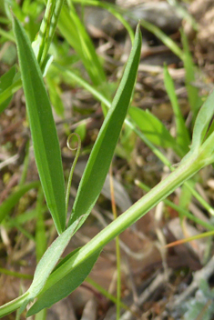 Red Vetchling