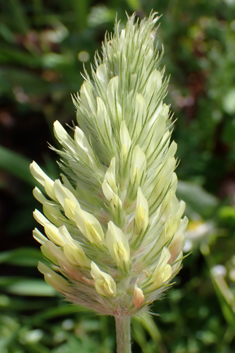 Long-headed Clover