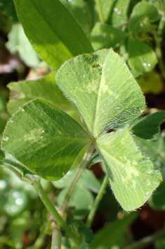 Long-headed Clover