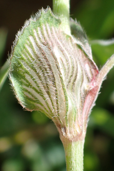Long-headed Clover