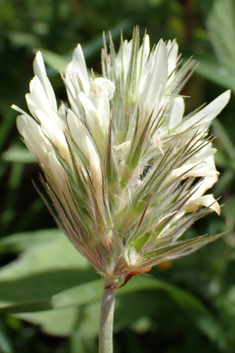 Long-headed Clover