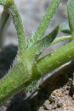 Medicago disciformis