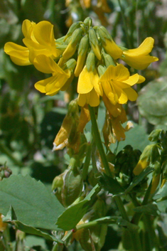 Greek Fenugreek