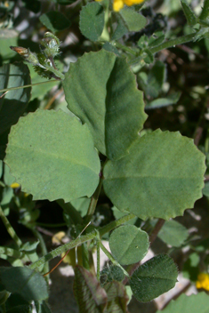 Greek Fenugreek