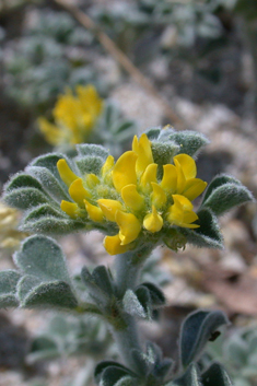 Sea Medick