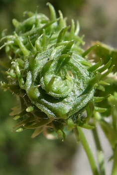 Strong-spined Medick