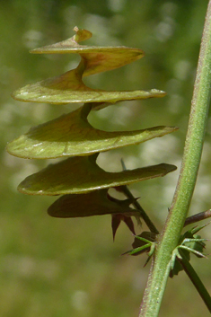 Button Medick