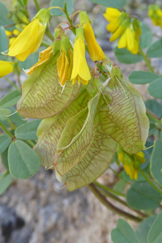 Greek Fenugreek