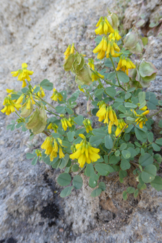 Greek Fenugreek