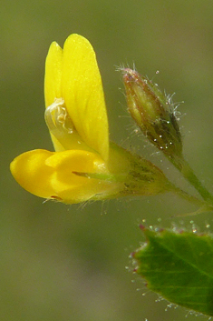 Medicago disciformis