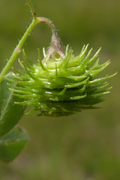 Medicago disciformis