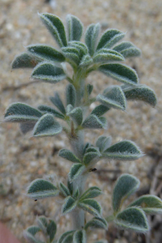 Sea Medick