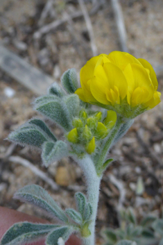 Sea Medick