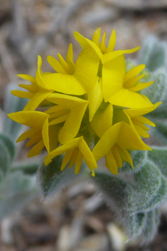 Sea Medick