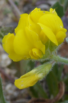 Sea Medick