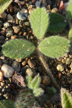 Round-leaved Fenugreek