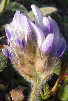 Trigonella rotundifolia