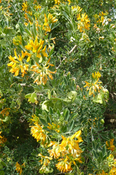 Tree Medick