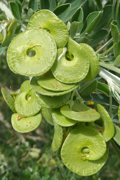 Tree Medick