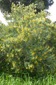 Tree Medick