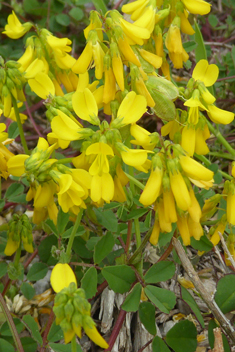 Greek Fenugreek