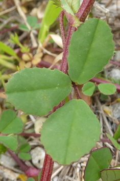 Greek Fenugreek