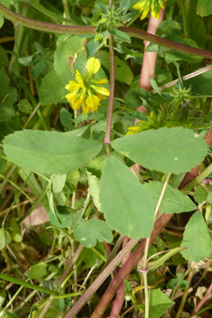 Trigonella balansae