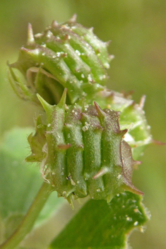 Shore Medick