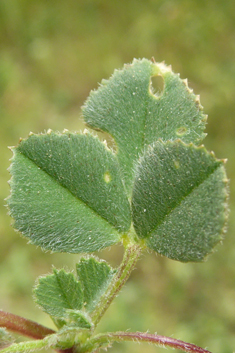 Shore Medick