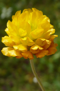 Orange Trefoil