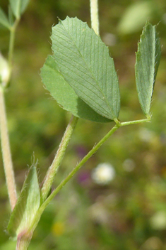 Orange Trefoil