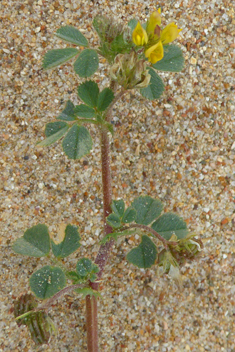 Shore Medick