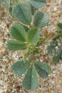 Shore Medick