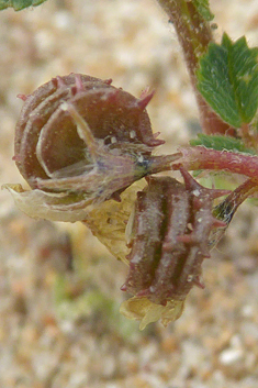 Shore Medick