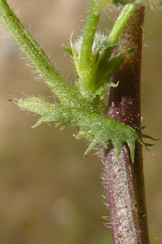 Strong-spined Medick