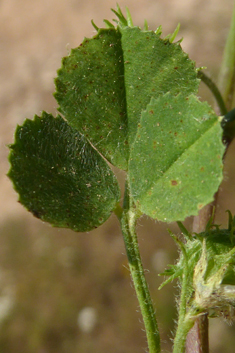 Strong-spined Medick