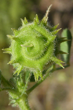 Medicago rigidula