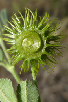 Medicago disciformis