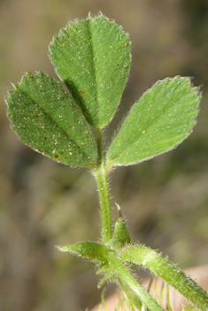 Medicago disciformis