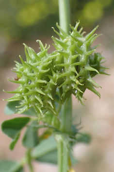 Toothed Medick