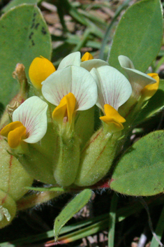 Bladder Vetch