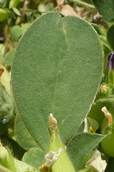 Bladder Vetch